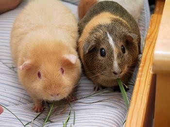 guinea_pig_001